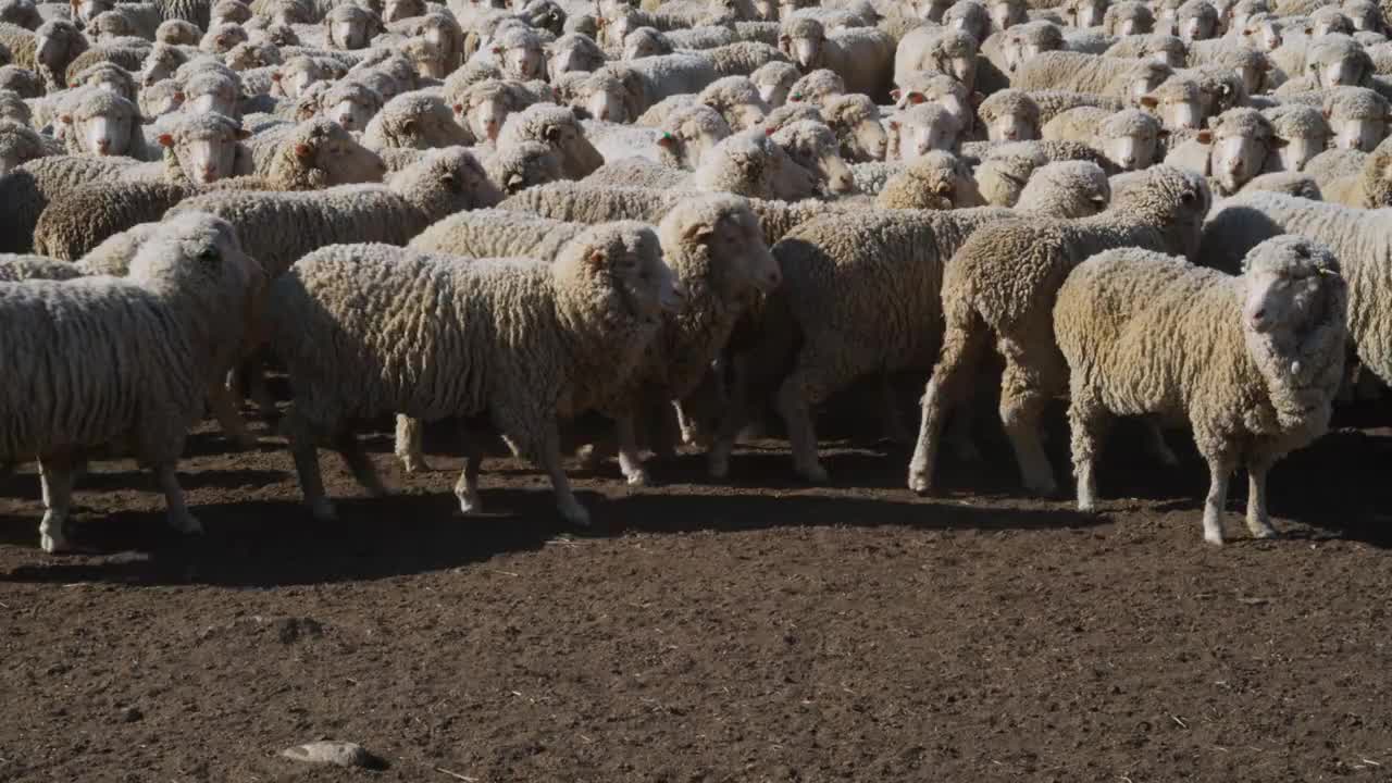 新西兰坎特伯雷奥塔哥中部农场的未剪毛美利奴羊视频素材