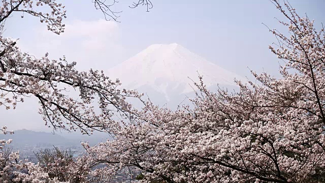 富士山和樱花视频素材