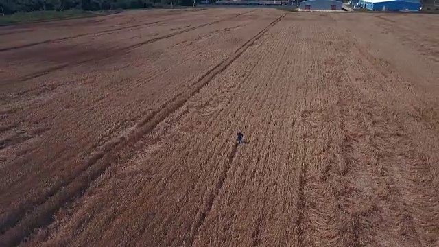 航空摄影。低空飞过一片成熟的麦田。蓝色,明亮的天空。明亮的蓝天和美丽的白云视频下载