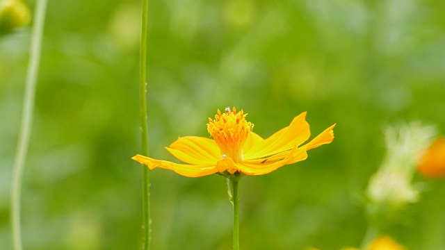 橙色的宇宙花盛开在夏天。视频素材