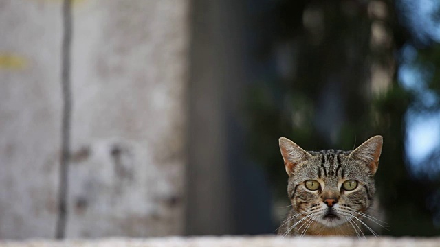 前面是一只美丽的欧洲猫，背景是灰色视频素材