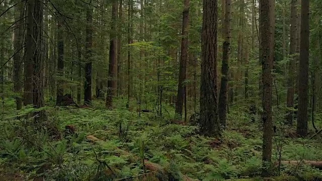 汽车在阳光明媚的日子穿过郊区视频素材