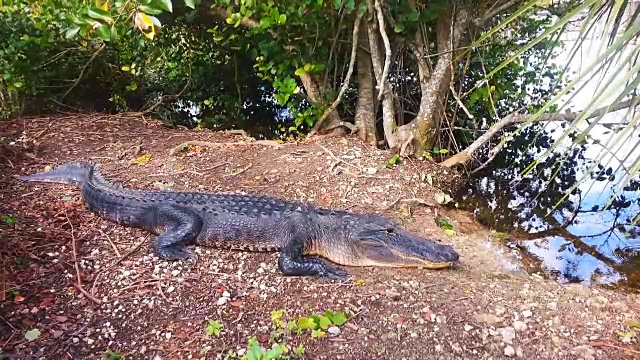 大沼泽地国家公园里的短吻鳄视频素材