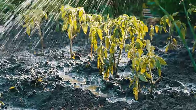 花园里的西红柿苗用水管浇水。不同的水滴落在秧苗上视频素材