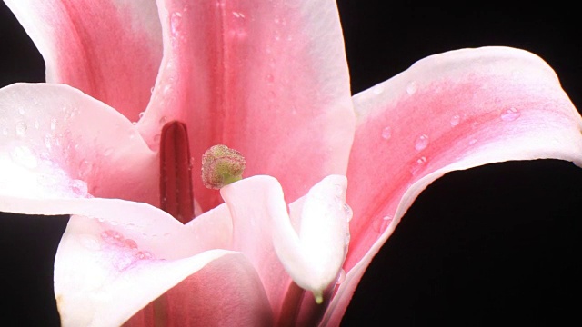 花时光流逝盛开的百合花束鲜花视频素材