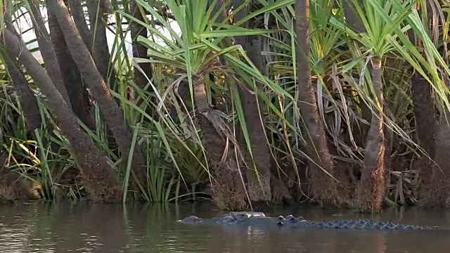 鳄鱼游泳和潜水视频素材