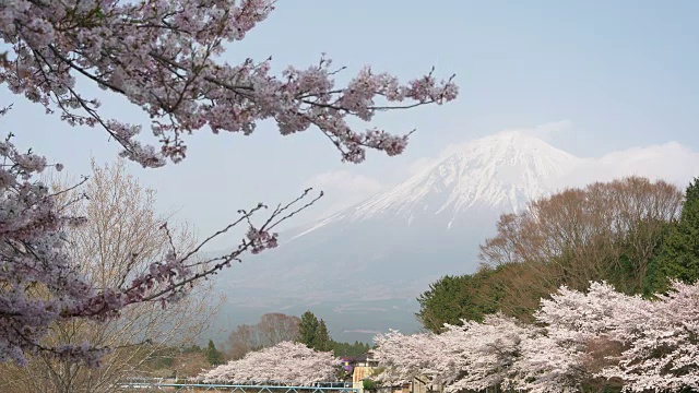 富士山上樱花盛开视频素材