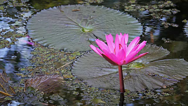 睡莲花视频素材