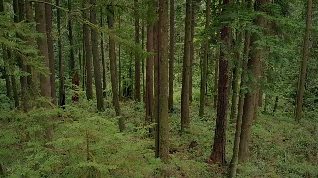 缓缓地飞过翠绿的林地视频素材