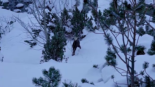 冬天在冰雪覆盖的岩石山脉徒步旅行视频素材