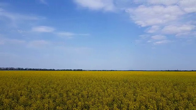 盛开的黄色油菜籽田，蔚蓝无云的天空。视频素材