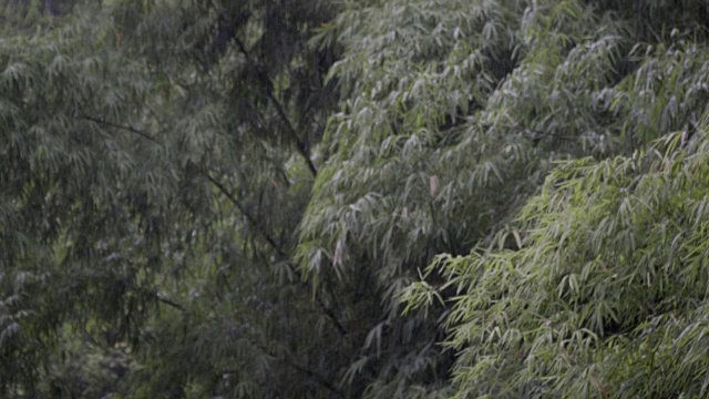 慢动作大雨与繁茂的树叶背景。视频素材