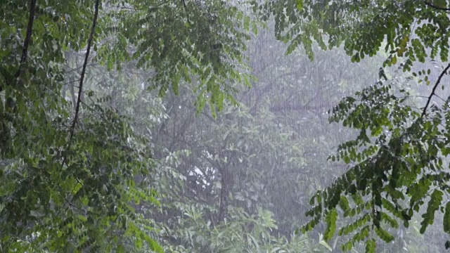 大雨与繁茂的树叶背景的慢镜头。视频素材