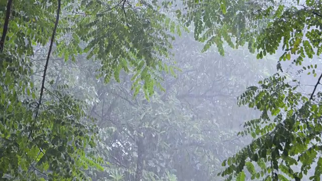 4k的大雨和繁茂的树叶背景。视频素材