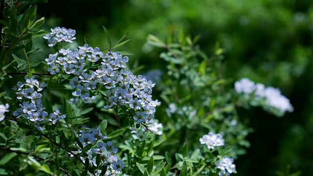 白色的花在春天。视频素材