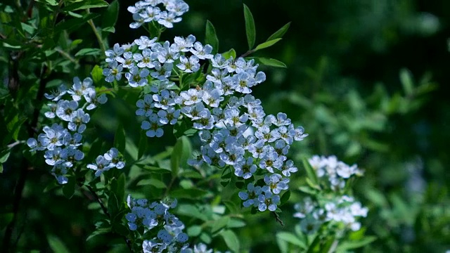 白色的花在春天。视频素材