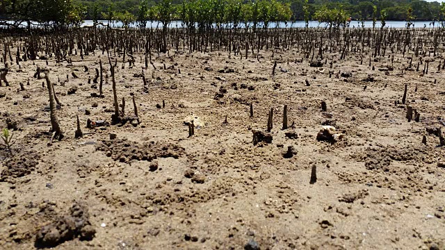 泥蟹在泥滩、红树林、海洋河口的时间流逝视频素材