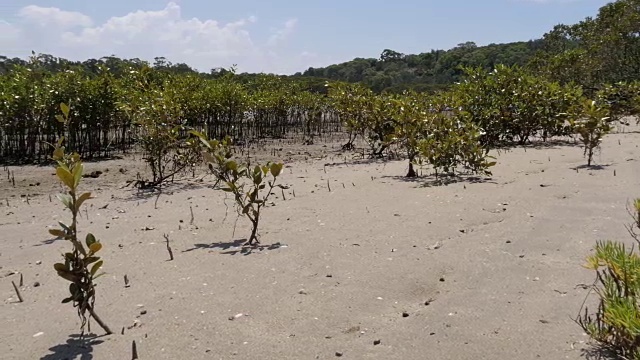 滩涂红树林为滨海湿地河口环境视频素材