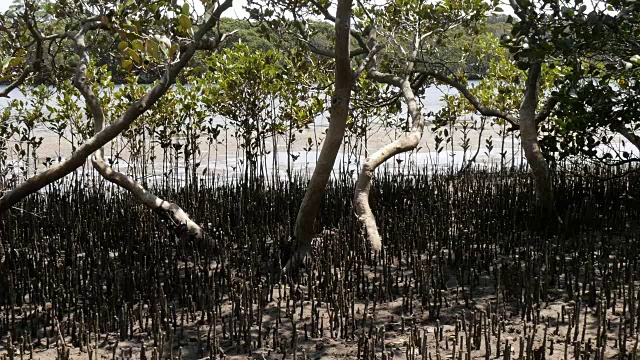 沿岸湿地河口环境中的红树林视频素材