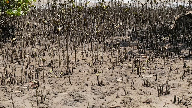 红树根沿岸湿地河口环境中的泥蟹视频素材