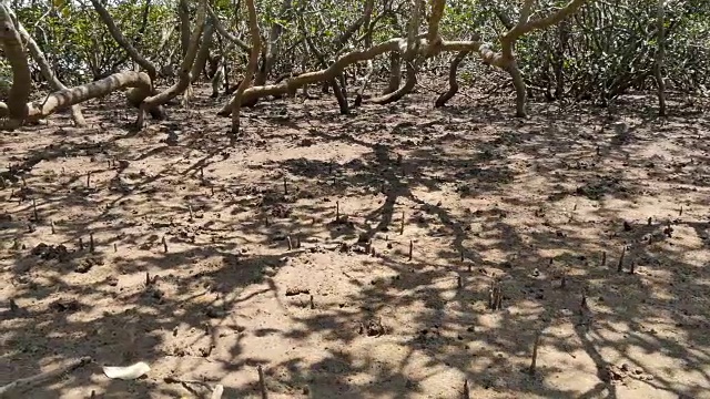 沿岸湿地河口环境中的红树林视频素材