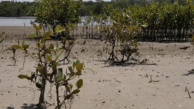 滩涂红树林为滨海湿地河口环境视频素材