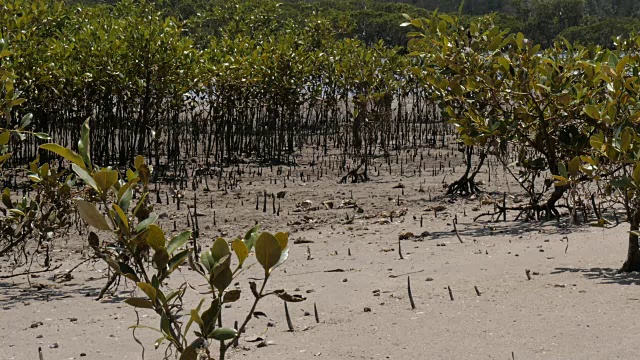 滩涂红树林为滨海湿地河口环境视频素材