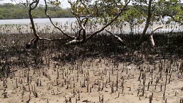 沿岸湿地河口环境中的红树林视频素材