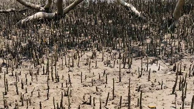 沿岸湿地河口环境中的红树林视频素材