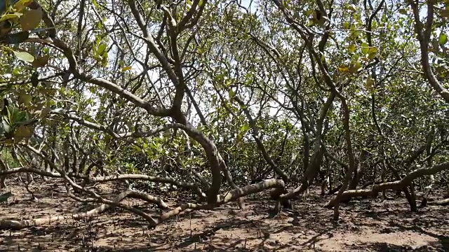 沿岸湿地河口环境中的红树林视频素材