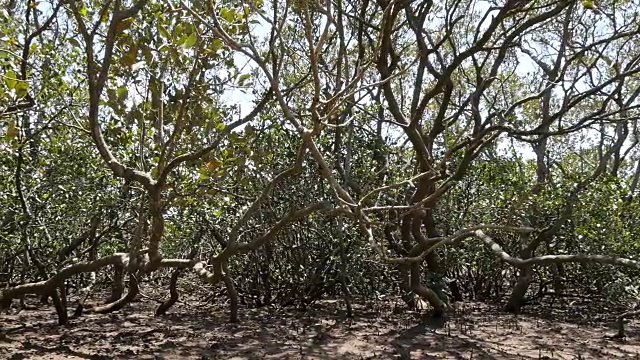 沿岸湿地河口环境中的红树林视频素材