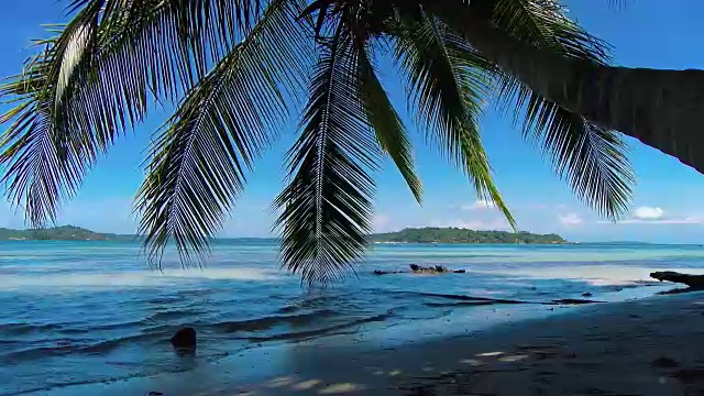 田园诗般的加勒比白色处女海滩，水上有棕榈树视频素材