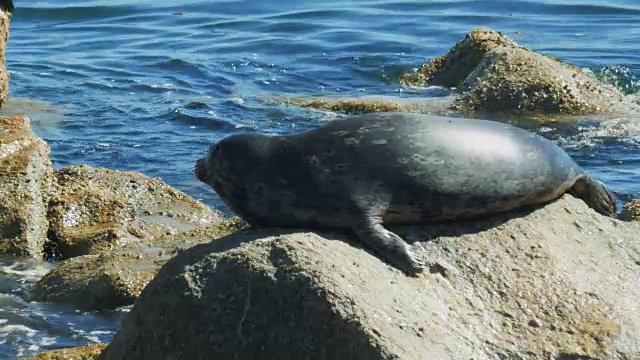 海港海豹特写视频素材