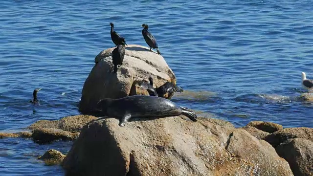 港海豹栖息地视频素材