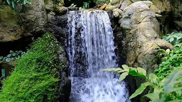 峡谷溪流与植物视频素材