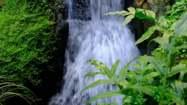 峡谷溪流与植物视频素材