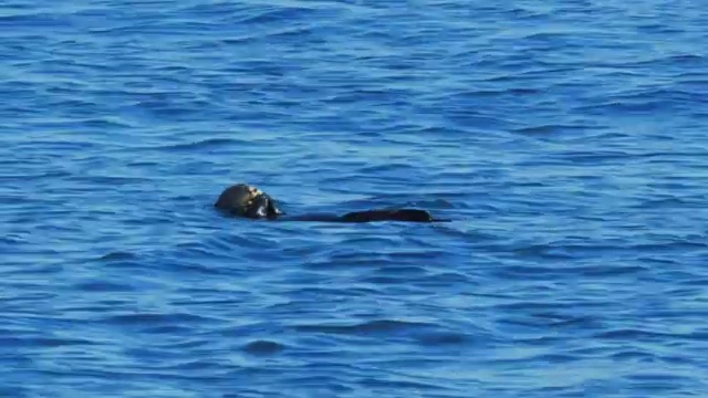 海獭喂食视频素材