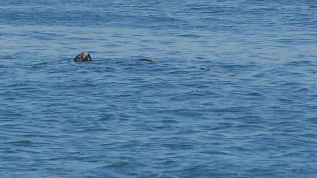 吃加利福尼亚海獭视频素材