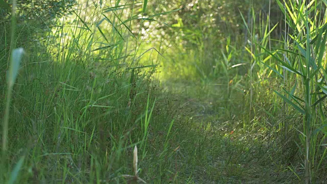 玩具梗慢动作地从草地上跑过。视频素材