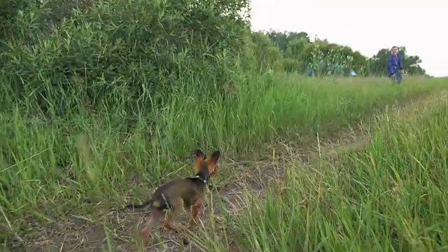 狗在草地上奔跑，追逐移动的摄像机，慢动作拍摄。视频素材