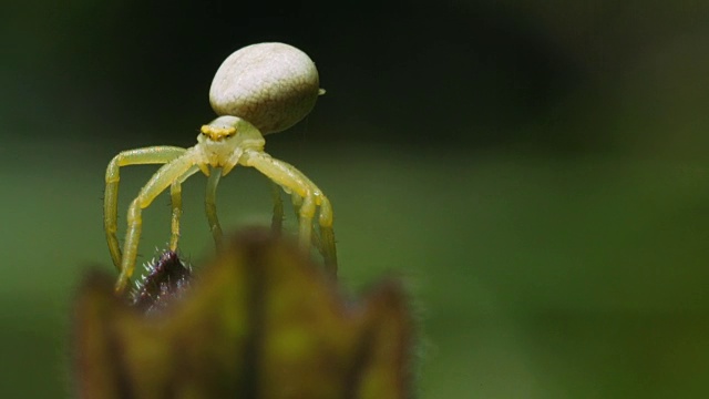 绿色的小蜘蛛。视频素材