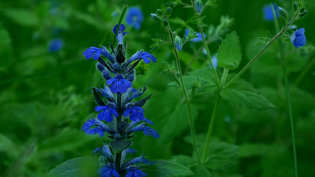 在春天的花朵。视频素材