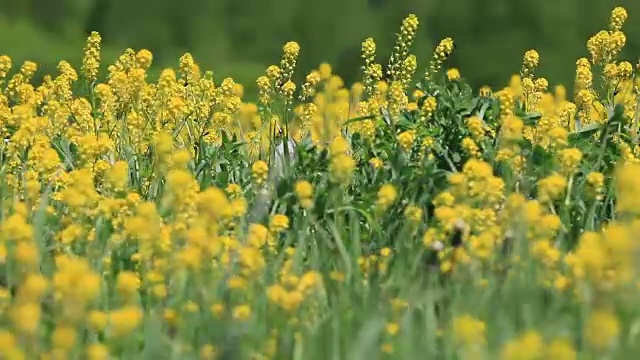 大旗和黄花视频素材