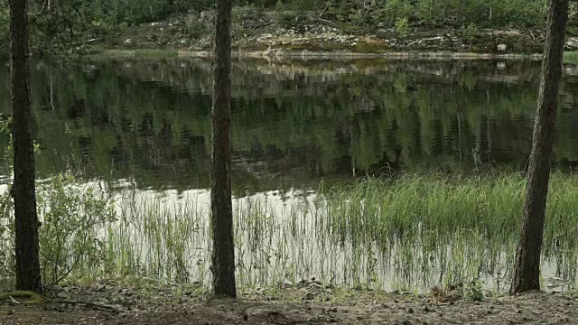 岩石海岸上的树木视频素材