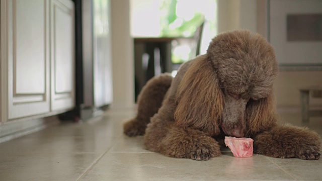 4K视频棕色标准贵宾犬在厨房地板上吃生骨头视频素材