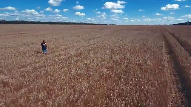 航空摄影。低空飞过一片成熟的麦田。蓝色,明亮的天空。明亮的蓝天和美丽的白云视频下载