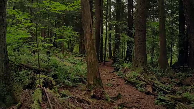 横向移动穿过风景森林小径视频素材