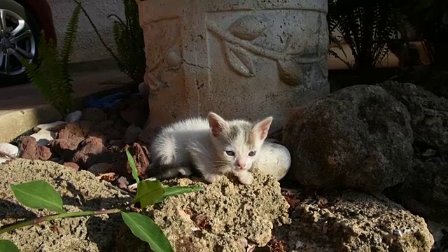 可爱的小猫视频素材