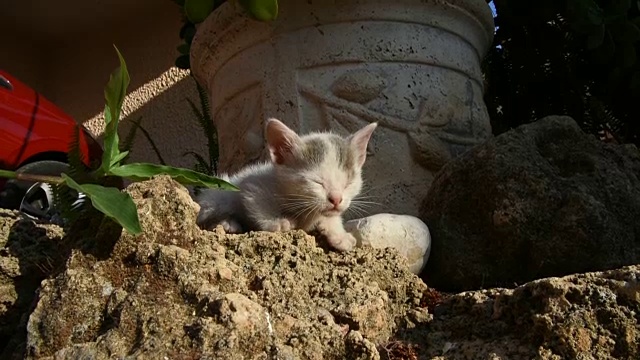 可爱的小猫视频下载