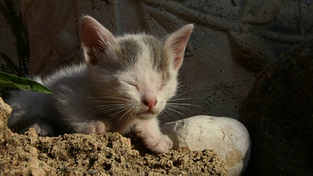 可爱的小猫视频素材